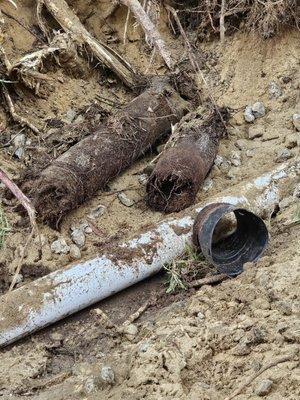 Roots removable .
Roots can cause a blockage.