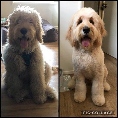 Koda's first haircut!