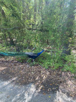 Peacock we saw on the way out!