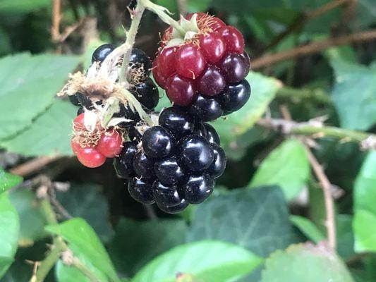 Berries bush