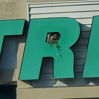 Nest in sign.