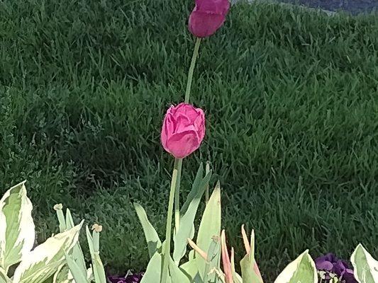 Tulip greeter