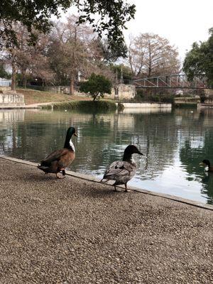 First Friday Duck Party on the bend