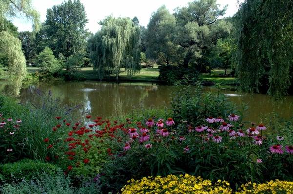 Wildflowers at Willow Pond