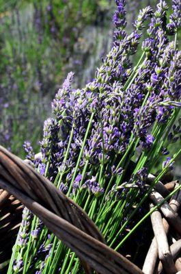 Pleasant Valley Lavender