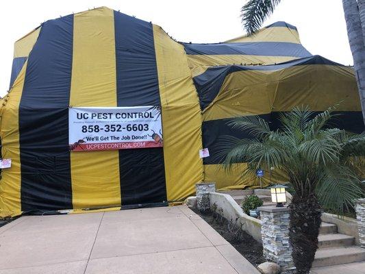 Fumigation for Drywood termites