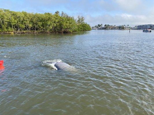 Manatee love