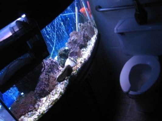 April 2008: fish tank in the rest room