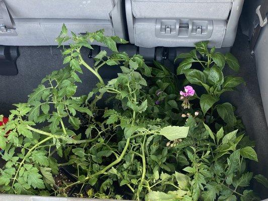 Lots of tomatoes, peppers and geraniums!!