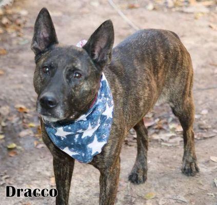 Dracco, an abused street dog, up for adoption