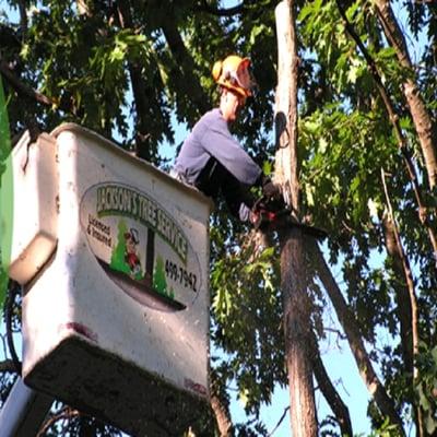 Jackson's Tree Service