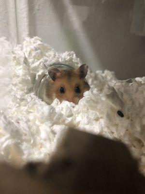 Syrian hamster