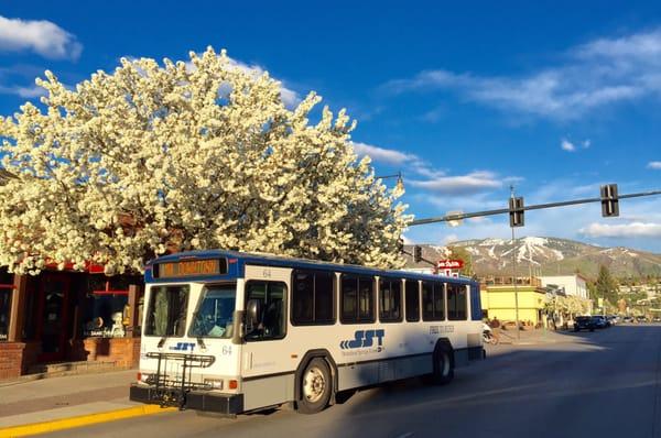 View from the street with crab apples in full bloom