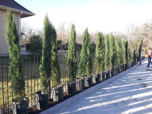 Installing Italian Cypress