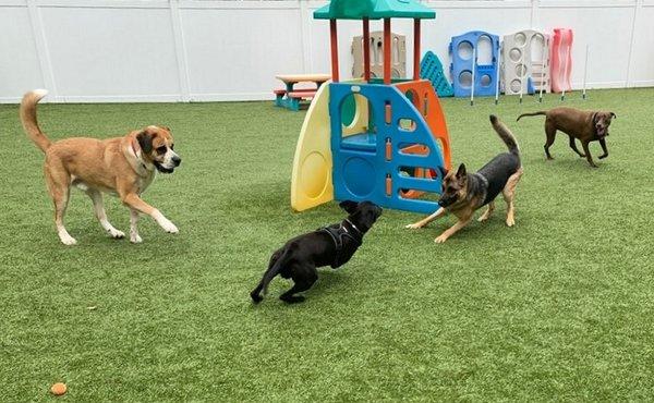 Small, personalized, supervised playgroups; never more than 10 dogs in a play area