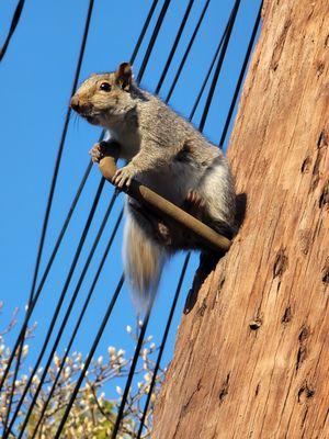 specialized in squirrel removal