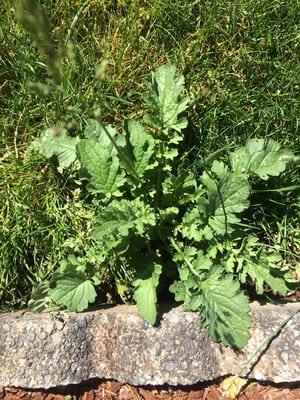 A very large, healthy weed in my front lawn after 3 treatments by GreenBlade.