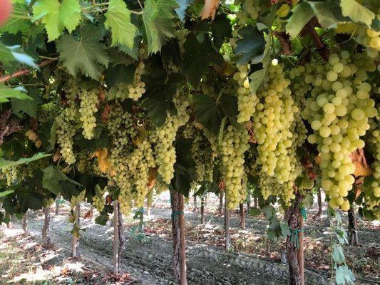 The gorgeous dried on the vine raisin grapes of one of ID Services pest control advising client, almost ready for harvest.