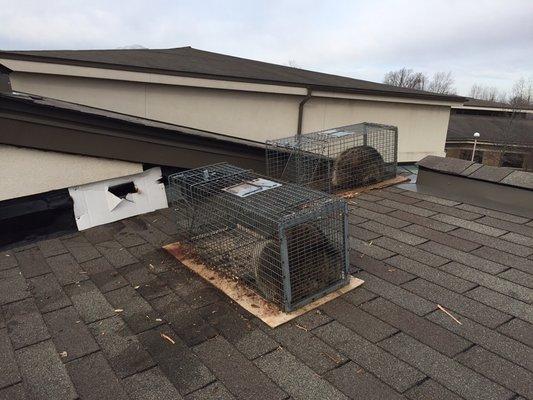 Trapping in Novi , raccoons broke into commercial building.