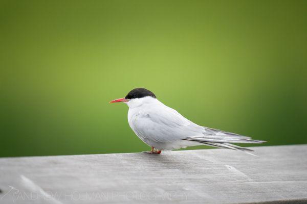 Arctic Tern