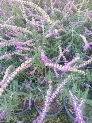 Mexican Salvia