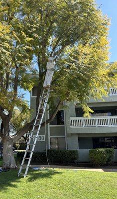 Beehive removal from a tree in Escondido.