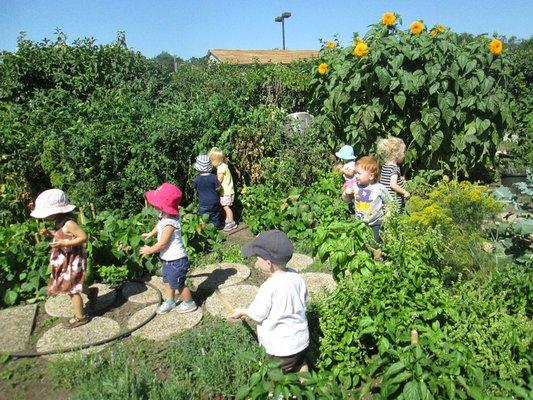 Our organic garden