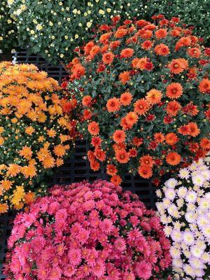 Fall Garden Mums