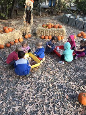 Fun in our own playground Pumpkin Patch in October.