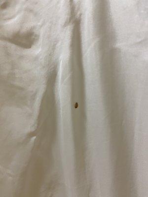 Bed bugs