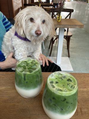 Matcha latte + oat milk, delicious