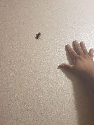 Roaches as big as my hand