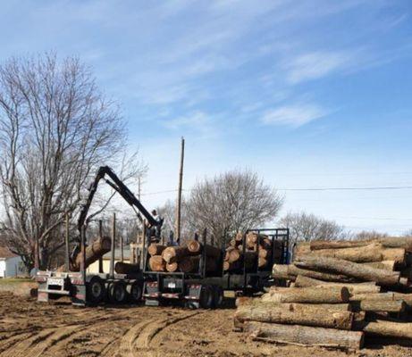 Black Walnut tree's harvested by Ohio Valley view forestry and logging company