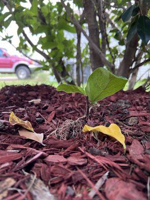 Revived Fig plant