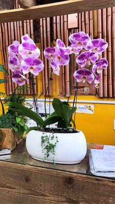 Wild orchids