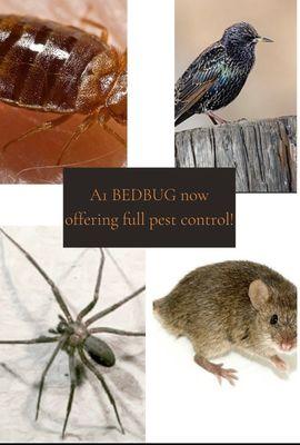 Bed bug, bird control, insects, rodents