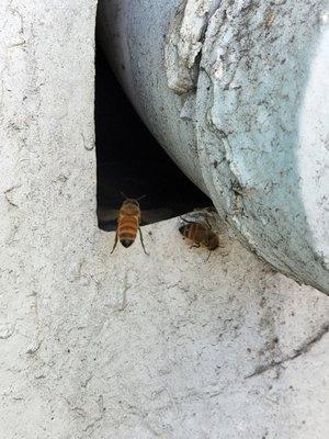 Honey bee nests should be saved if at all possible.