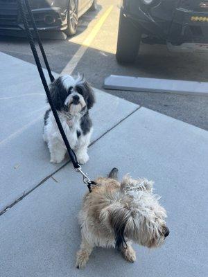 Both of our doggies looking and smelling super clean!