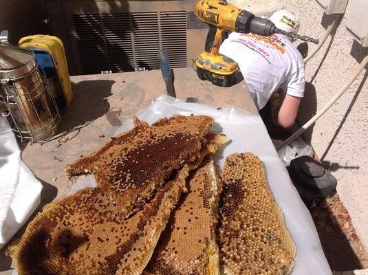 a 40 pound beehive under the AC unit