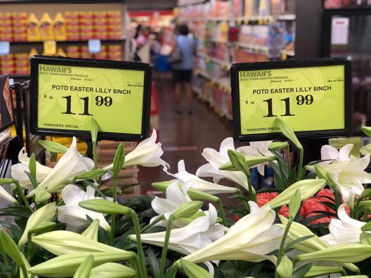 Potted easter lily