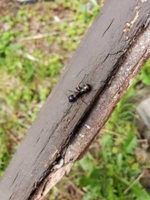 Carpenter ant