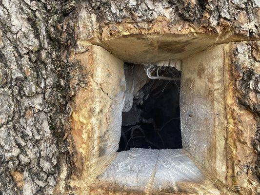 Hole cut into tree to remove the hive