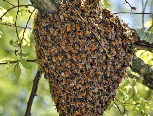 Bees migrating