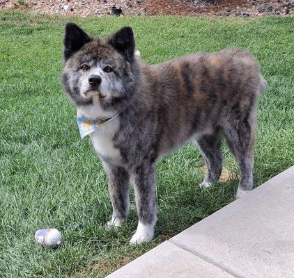 Post grooming cutie.