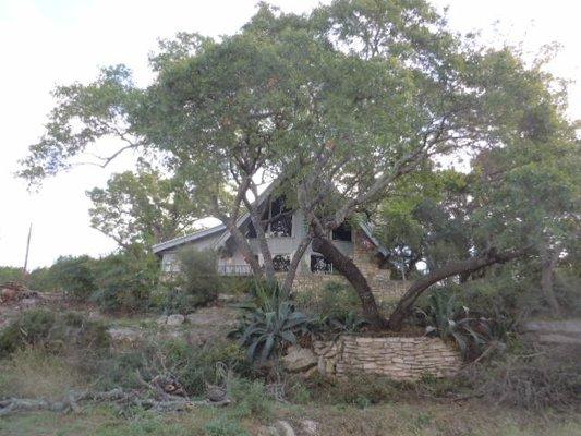 After-2 front 'V-Shaped' trees were gutted of lower branches-now looks like a Bonsai tree and top heavy and not a wooded covered property.