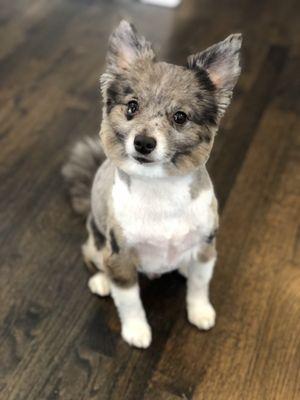 Benny's spring time cut