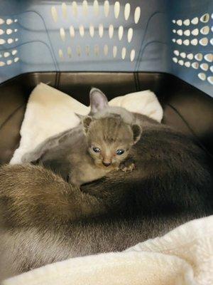 Little kid with his mama visiting the Doctor