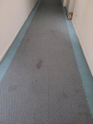 Dirty hallway carpet