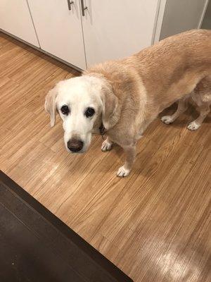 My 15 year old sweet lab.