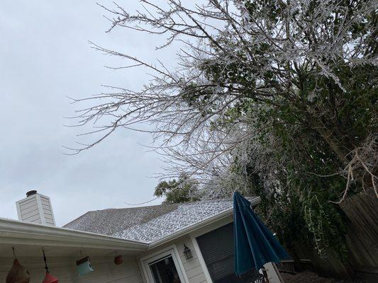 Unmaintained trees and fence!  Tree root destroying my pavers!